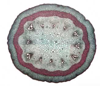Aristolochia.JPG (24083 Byte)